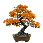 2 Bougainvillea Plants Live, Bougainvillea Live Plant, 4 to 6 Inc Tall, Flower Vine Plant Garden (Orange)