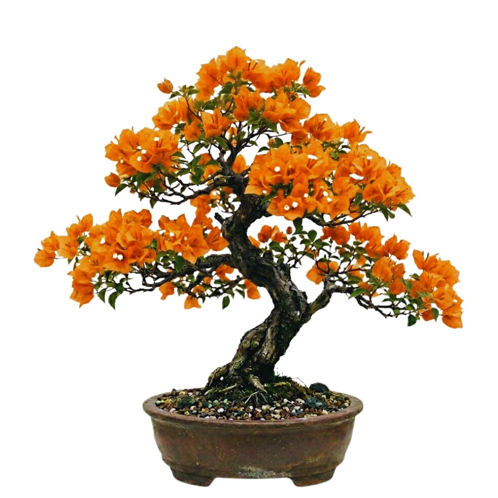 2 Bougainvillea Plants Live, Bougainvillea Live Plant, 4 to 6 Inc Tall, Flower Vine Plant Garden (Orange)