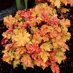 Pack 3 Heuchera Plants Live, Coral Bells Plants 4-7” Tall for Shade Gardens, Borders, Pots, Heuchera Perennials Seedlings (Red Orange Yellow Heuchera)