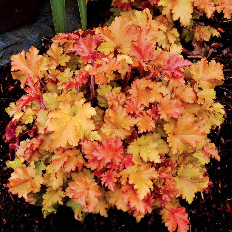 Pack 3 Heuchera Plants Live, Coral Bells Plants 4-7” Tall for Shade Gardens, Borders, Pots, Heuchera Perennials Seedlings (Red Orange Yellow Heuchera)