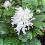 2 Shrimp Live Plants, Perennial Shrimp Plants Shrub, Justica Brandegeana Bush 4-8 Inches (White)