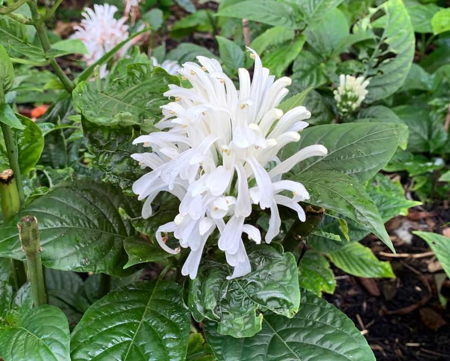 2 Shrimp Live Plants, Perennial Shrimp Plants Shrub, Justica Brandegeana Bush 4-8 Inches (White)