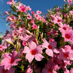 4 Mandevilla Plants, Flowering Mandevilla Vine, 4-6” Tall,Trailing Outdoor Plant for Trellises, Hanging Baskets, or Pots