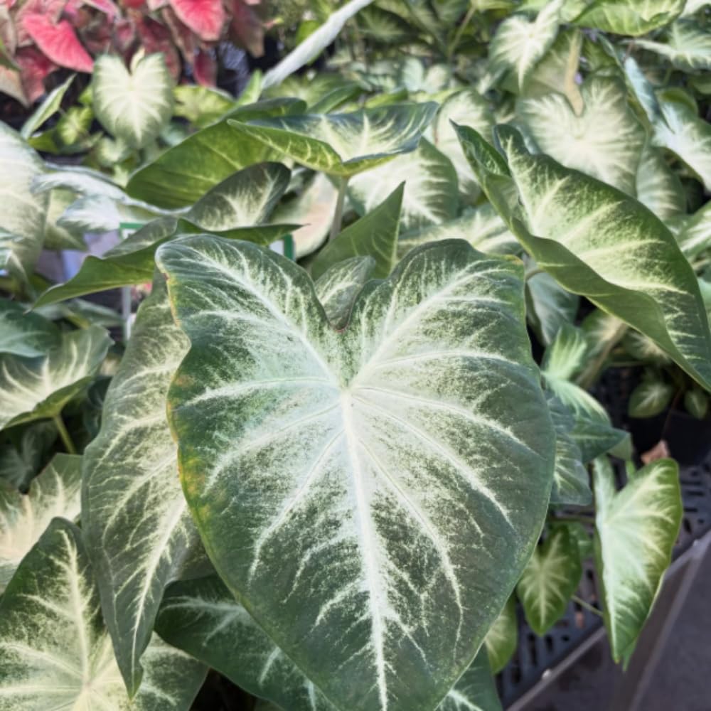 Set 2 Caladium Plants, Mix Caladium Houseplant Live 4-6 Inches Tall, Garden and Container Growing (Green)