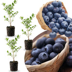 3 Springhigh Blueberry Bushes Seedlings, High-Yield Blueberry Trees Live Plants, 6 Months Old, Starter 3-6" in Tall, Cold Hardy Zones 4-7