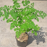 1 Pot 2 Live Moringa Oleifera Trees Live Plants, 11 Months Old 12-15" Malunggay Plants Drumstick Horseradish Trees Herb for Planting, No CA