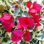 Combo 2 Bougainvillea Plants Live Trees, Outdoor Bougainvillea Plant for Trailing Flowering Vines or Bush Tree, 5-10” Tall, Well-Rooted Bougainvillea Raspberry Ice Vivid Red-Pink