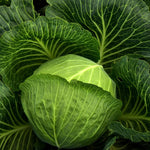 2 Cabbage Plants Live for Planting Outdoor Garden 4 to 6 Inches in 4 Inc Pot