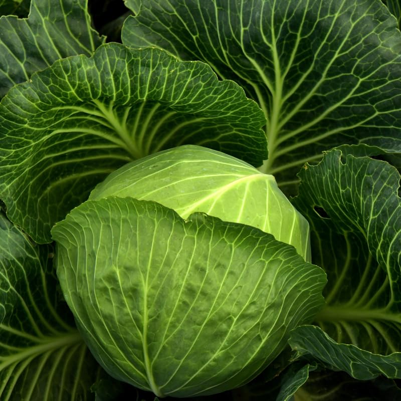 2 Cabbage Plants Live for Planting Outdoor Garden 4 to 6 Inches in 4 Inc Pot