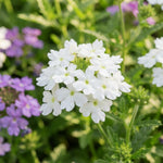 Verbena Plants Live, Verbena Plant from 4-8 Inches Tall, Long Blooming Outdoor Flower Plant for Garden Beds, Hanging Baskets and Containers (White)