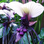 Tacca White Bat Flower Live Plant in 2 Inc Pot, White Bat Orchid Plant Live Indoor, White Plant Live for Planting Outdoor
