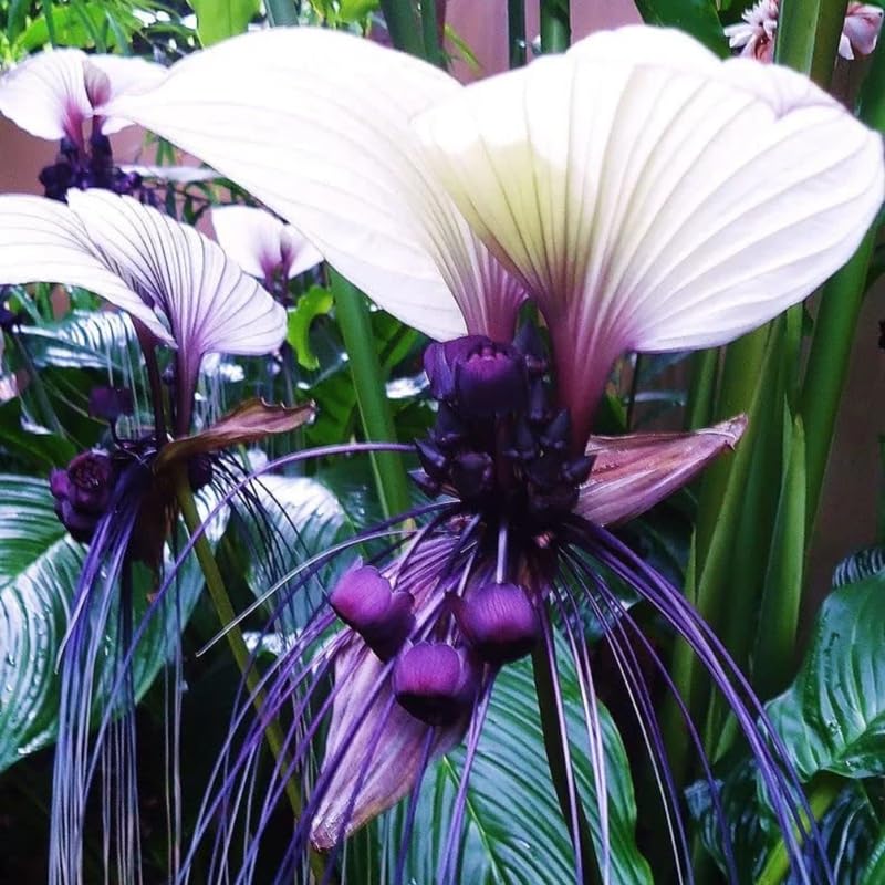 Tacca White Bat Flower Live Plant in 2 Inc Pot, White Bat Orchid Plant Live Indoor, White Plant Live for Planting Outdoor