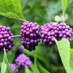3 Purple Beautyberry Bush Shrub Plants Live, 4 to 7 Inc Tall, American Beautyberry Trees Live Plants for Growing Outdoor or Indoor