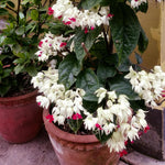 Clerodendrum Plants Live Well-Rooted for Outdoor Planting, White Red Clerodendrum Thomsoniae Bleeding Heart Tropical Live Plant, 5"-9" in Tall