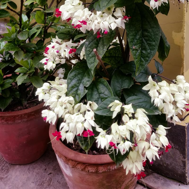 Clerodendrum Plants Live Well-Rooted for Outdoor Planting, White Red Clerodendrum Thomsoniae Bleeding Heart Tropical Live Plant, 5"-9" in Tall