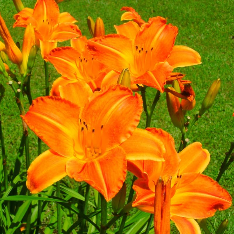 Set 10 Daylily Bulbs for Planting, Hardy Perennial Lily Roots for Colorful Summer Blooms