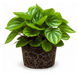 Peperomia Watermelon Plant Live, Peperomia Houseplant, Green Foliage, 5-7 Inches in Height for Indoor Planting