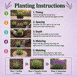4 Assorted Lavender Plants Live, Fragrant Lavender Herb for Garden, Patio Containers and Indoor Décor, 4-7 Inches Tall
