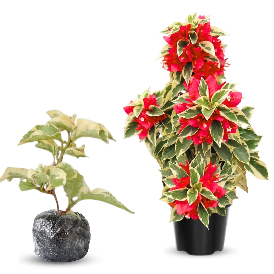 Combo 2 Bougainvillea Plants Live Trees, Outdoor Bougainvillea Plant for Trailing Flowering Vines or Bush Tree, 5-10” Tall, Well-Rooted Bougainvillea Raspberry Ice Vivid Red-Pink