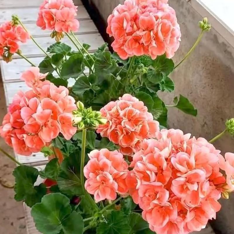 Salmon Geranium Live Plant 4'' Pot, Flowering Geranium Well Rooted 3-6'' Tall, Outdoor Patio, Balcony or Container Garden Plants, 2 Plants per Pot