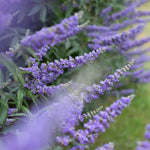 Blue Chaste Vitex Live Plant, Vitex Chaste Tree, Blue Chastes Tree, Flowering Shrub, 5-7 Inches in Height for Growing
