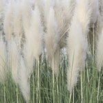 2 Grass Ornamental Grasses Seedlings, Live Grass Perennial Hardy Ornamental Plants, Outdoor Planting, 5-9" Tall (White Pampas)