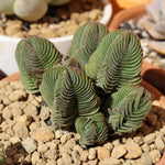 Live Succulent Crassula, Set 2 Crassula Well Rooted in 3.25 Inches Pot, Houseplant for Home Office Decor