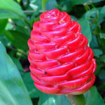 4 Awapuhi Shampoo Ginger Roots to Grow, Zingiber Zerumbet Fresh Ginger Rhizomes, Ginger Lily Red Pinecone Ginger Roots Perennial Garden