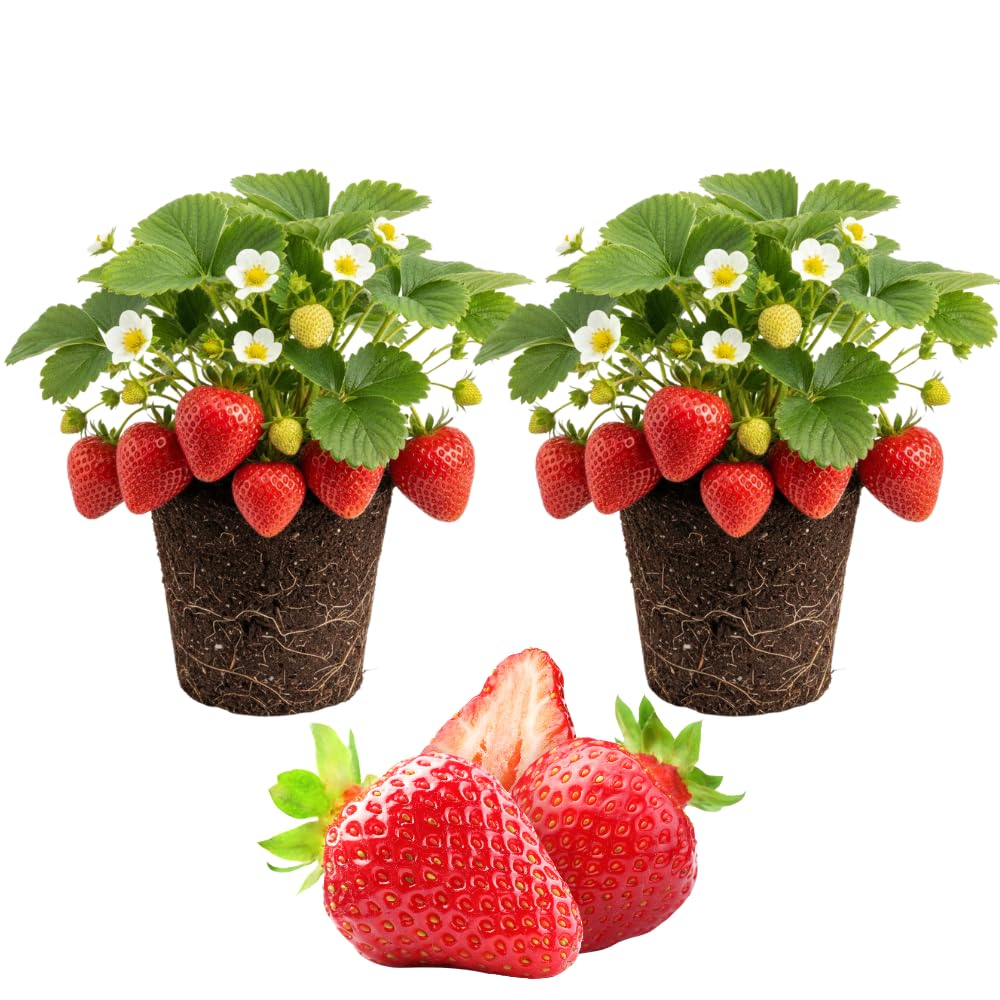 Pack 2 Red Strawberry Plants Live for Planting, Hardy and Sweet Strawberry Plant, 4 to 6 Inches Tall, Strawberries Fruit