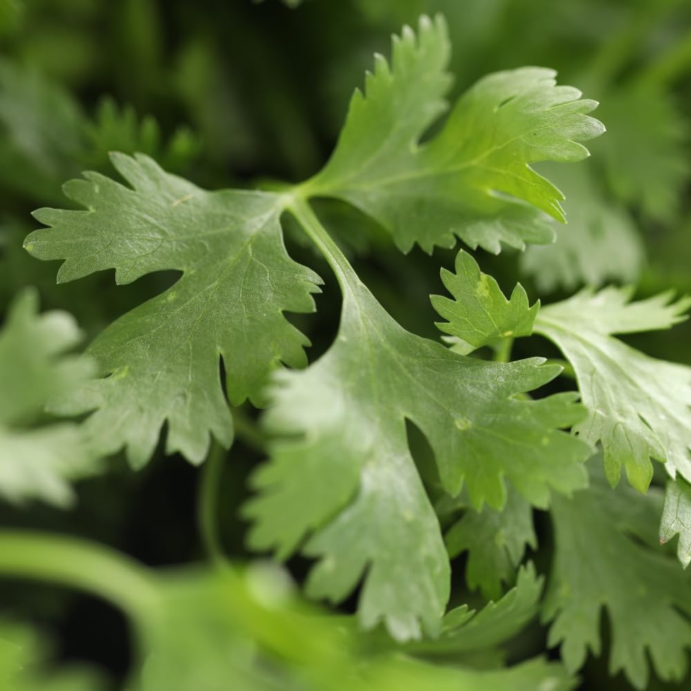Live Cilantro Plant in 4'' Pot, Fresh Culinary Herb, Herbs for Indoor and Outdoor Gardens Planting