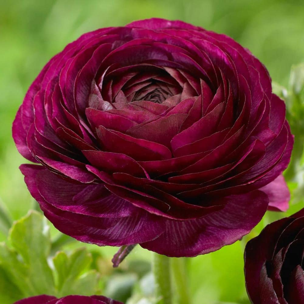 25 Purple Ranunculus Bulbs for Fall Planting, Ranunculus Corms Ranunculus Flowers Perennial Flower Bulbs, Peony Bulbs Ranunculus Bulbs for Planting, Persian Buttercup Flowers