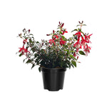 Pack 4 Fuchsia Plants Live, Red White Flower Plant, 4 to 6 Inches Tall, Fuchsia Live Plants 4 Inc Potted