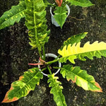 Fire Philodendron Plant Live, Rare Tropical Variegated Live Indoor Houseplant, Starter Plants No Pot, 5-9" in Tall