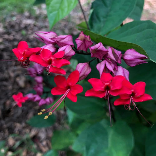 2 Bleeding Heart Live Plants, 5-9 Inches, Clerodendrum Bleeding Heart Vine, Bell Shaped Flowers Well Rooted (Purple Bleeding Heart)
