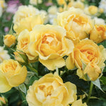 Rose Plant Live, Fragrant Heirloom Flower Bush, 5-10 Inch Tall, Grows as Climbing or Shrub for Outdoor Garden, No Pot (Yellow Rose)