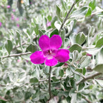 4 Fragrant Sage Salvia Live Plants, Planting in Spring Sage Plants Live, 5 to 10 Inches in Tall, Change Color (Dwarf Texas)