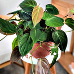 Variegated Philodendron Live Plant 4-8 Inches, Rare Indoor Houseplants for Container Growing (Micans Philodendron)