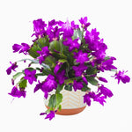 Christmas Cactus Plants Live, Thanksgiving Cactus Easter Cactus Like, 4-8 Inc Tall, Cold Hardy, Holiday Cactus for Indoor Outdoor Planting, Starter Size (Purple)