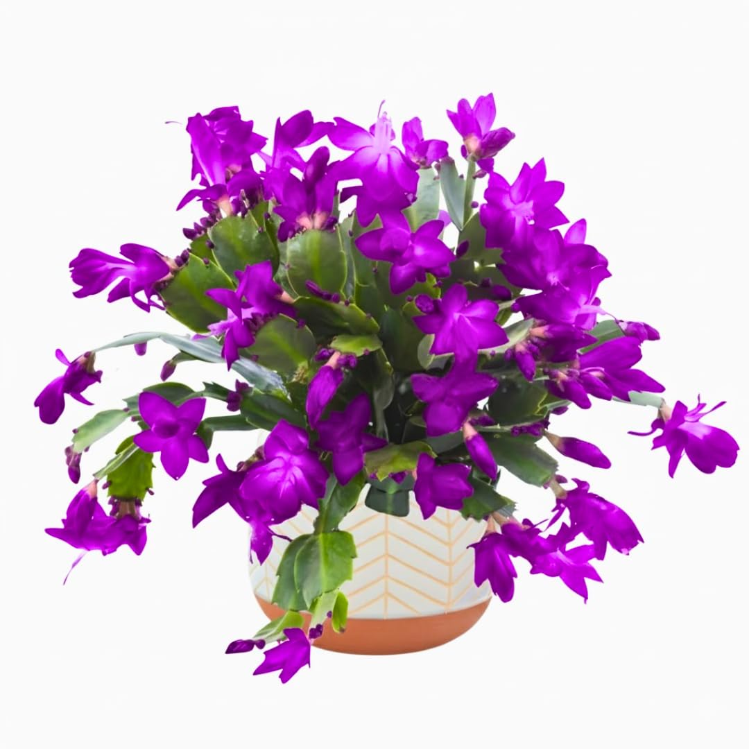 Christmas Cactus Plants Live, Thanksgiving Cactus Easter Cactus Like, 4-8 Inc Tall, Cold Hardy, Holiday Cactus for Indoor Outdoor Planting, Starter Size (Purple)