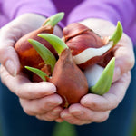 10 Mix Tulip Bulbs, Mixed Bulbs for Fall Planting, Indoor Outdoor Garden, Ready to Plant (Black Tulip)
