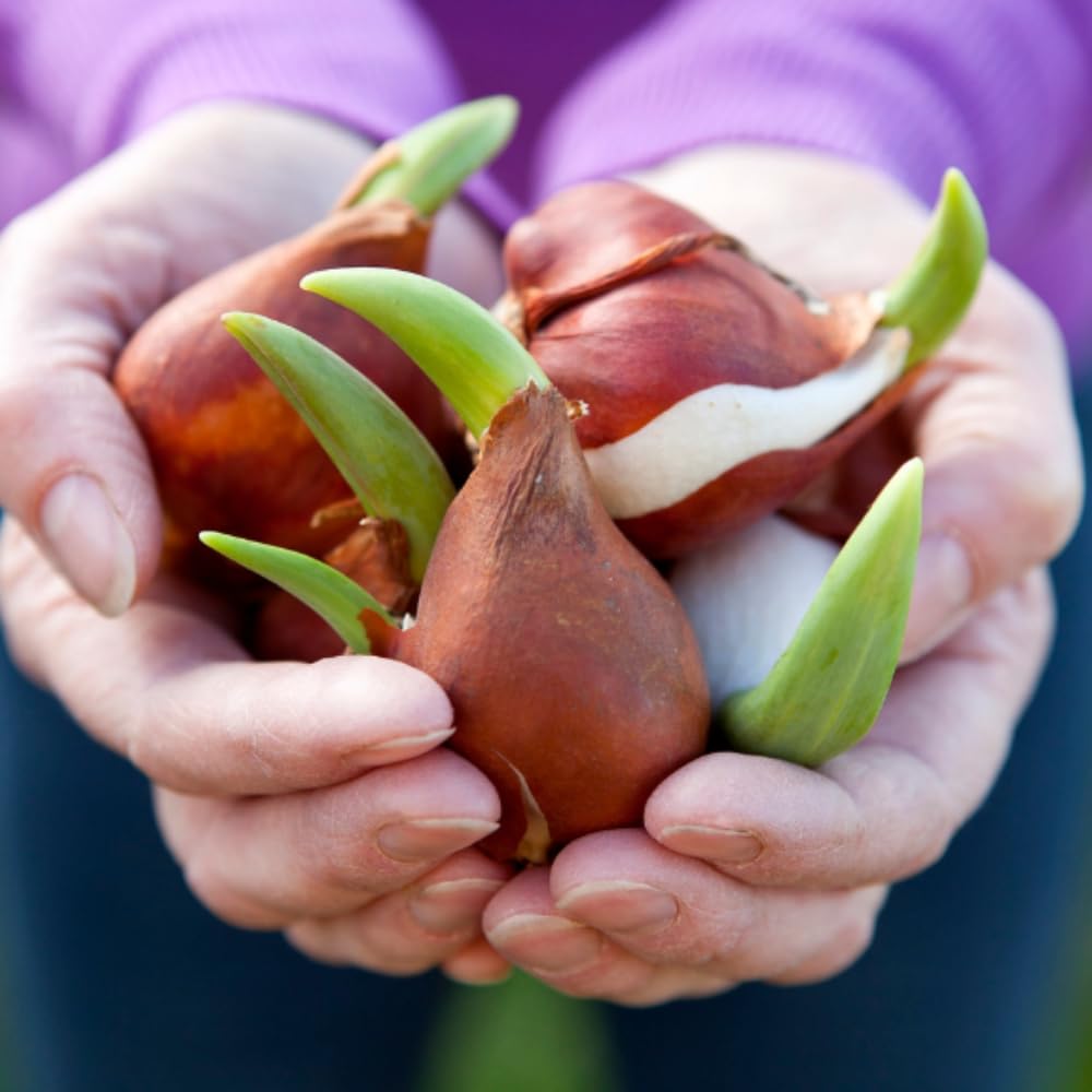 10 Mix Tulip Bulbs, Mixed Bulbs for Fall Planting, Indoor Outdoor Garden, Ready to Plant (Black Parrot Tulip)