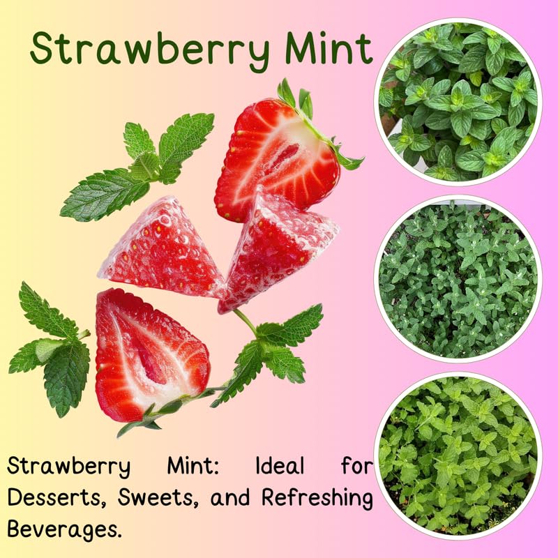 2 Strawberry Mint Plants Live Clumps Potted, Size 5-9" in Tall, Fresh Mints Herb for Indoor Outdoor Growing, Culinary Gardening, Cold Hardy and Fast-Growing