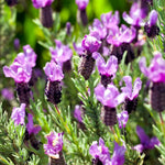 Pack 4 Lavender Plants Live, Lavandula Perennial Plants, 4-8" Height, Fragrant Perennial Flowers, No Pot (Spanish Lavender)