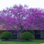 02 Purple Eastern Redbud Trees for Planting, 7 to 15 Inc Tall, Red Bud Trees Live Plants, Zones 4 to 9