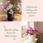 Pink Easter Cactus Plant Live, Holiday Easter Cactus Plant, 2 Inc Pot, Spring Bloom, Easy Care Houseplant, Indoor Outdoor Growing