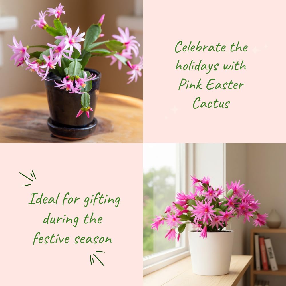 Pink Easter Cactus Plant Live, Holiday Easter Cactus Plant, 2 Inc Pot, Spring Bloom, Easy Care Houseplant, Indoor Outdoor Growing