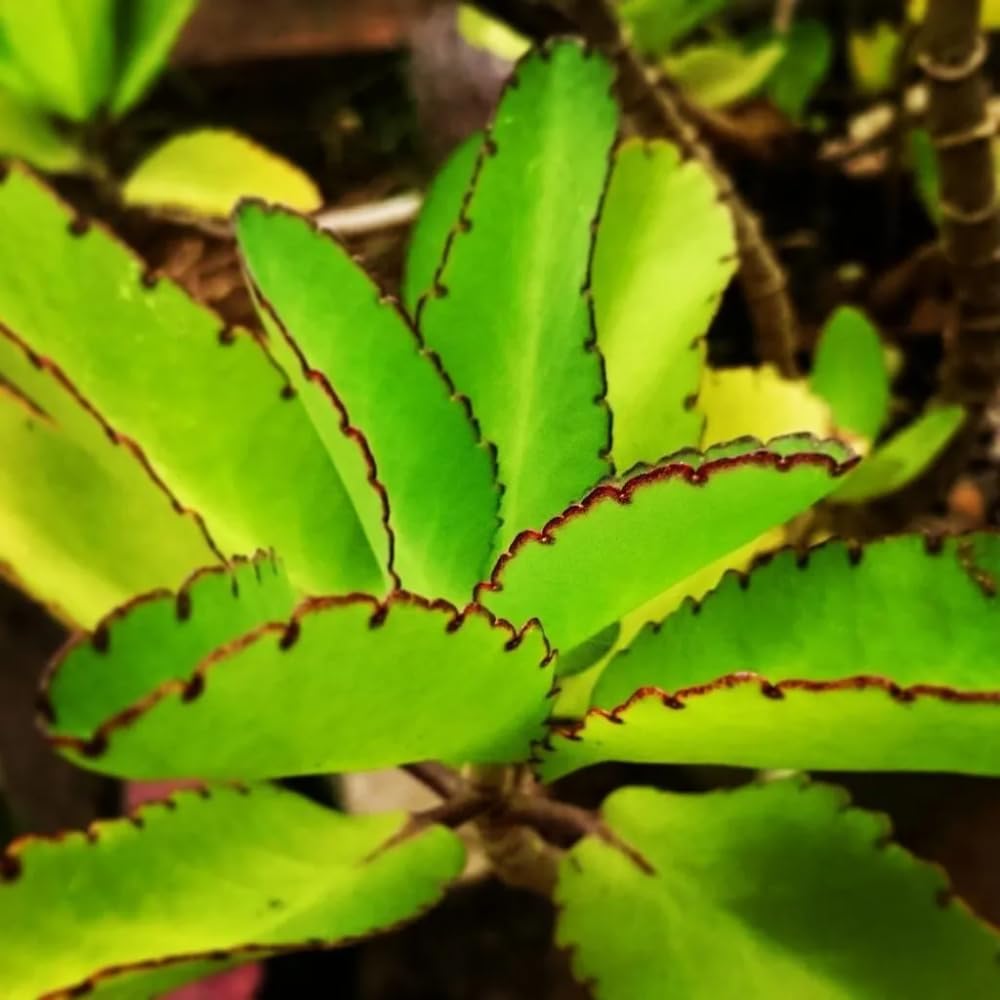 Kalanchoe Pinnata Plant Live for Planting 4-9 Inches Tall, in 4 Inch Pot, Kalanchoe Plant Live Succulent Ready to Grow Indoor Outdoor
