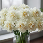 20 Daffodil Bulbs for Fall Planting, Spring-Blooming Narcissus Bulbs, Bulk Top Size Bulbs for Gardens, Borders and Flowerbeds Planting (Double Daffodil Bulbs)