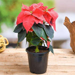 2 Poinsettia Plants Live, Dwarf Red Poinsettia Flowers Christmas Decorations, Holiday Houseplant, Poinsettias Trees Plants, No Pot, 5-9" Tall