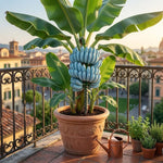 Ice Cream Blue Banana Tree Live Plant, Edible Fruit, 4-6" Tall